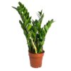 Zamioculcas zamifolia 3st 14/50