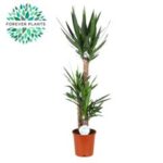 Yucca 3 pp 90/45/20 24/140
