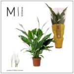 Spathiphyllum Sweet Chico 13/60