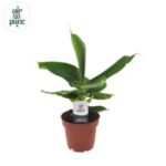 Musa Tropicana 17/60