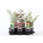 Acer palmatum 15/40