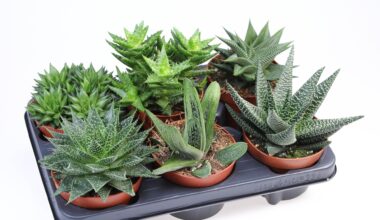Aloe mixed 12/20