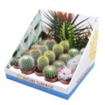 Cactus mixed 5,5/5