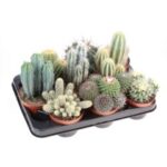 Cactus mixed 13/15