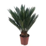 Cycas revoluta 17/70 12 leaves