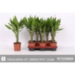 Dracena frag.Stuenderi 11/45
