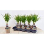Dracena Marginata st20 12/45