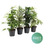 Ficus benjamin mixed 17/70