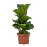 Ficus lyrata bambino 12/34