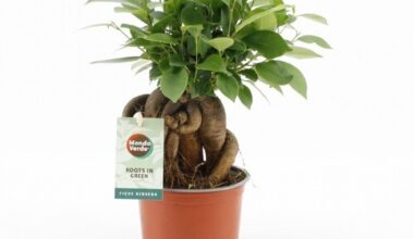 Ficus microcarpa bonsai 12/30