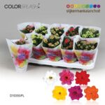 Kalanchoe stuffed mix 6col 10,5/20