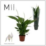 Spathiphyllum Sweet Benito 13/65