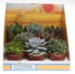 Succulents various 12/20