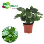 Coffea arabica 12/25