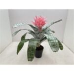Aechmea fasc. 15/50