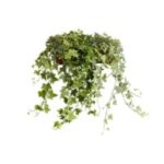 Hedera helix  13/35