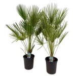 Chamerops humilis 14/110