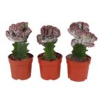 Euphorbia cristata 10/20