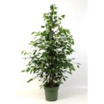 Ficus benjamin mixed 27/150