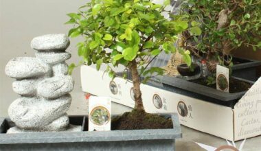 Bonsai 29/30