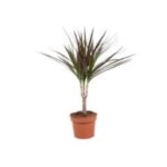 Dracena margenta st15 12/50