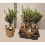 Olea maslina 19/95