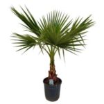 Washingtonia 21/130