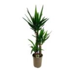 Yucca 45/20  17/75