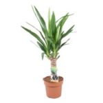 Yucca st 30 14/55
