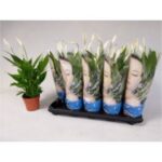 Spathiphyllum Alana 12/50