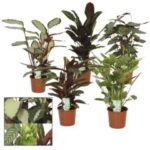 Calathea mixed 12/40