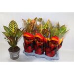 Croton petra 17/45