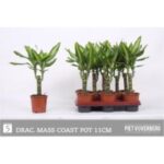 Dracena massengiana coast 11/45