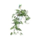 Monstera Andansonni 12/30