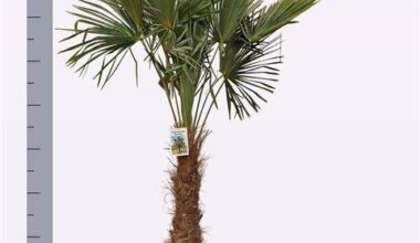 Trachycarpus foruneli 24/90