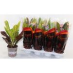 Croton exellent 13/40