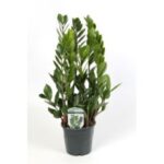 Zaminoculcas Zamiofolia 11/35  4f