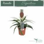 Ananas Amigo 12/30