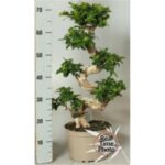 Ficus m gingseg 22/70