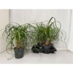 Baucarnea nolina 14/45