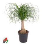 Baucarnea nolina 19/80
