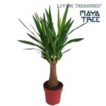Yucca elephantites 19/80