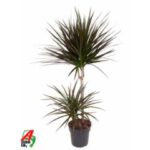 Dracena mixed 2pp 17/85