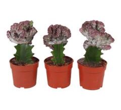 Euphorbia cristata 12/25