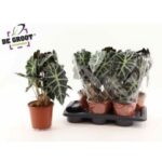 Alocasia poly 17/50