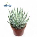 Aloe humilis 11/15