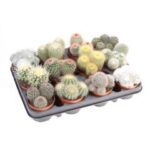 Cactus 8/10
