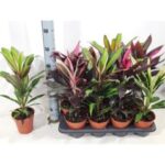 Cordylina gemengd 13/50