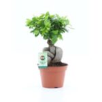 Ficus gingseng 15/35