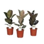 Ficus overg 3 srt 17/60